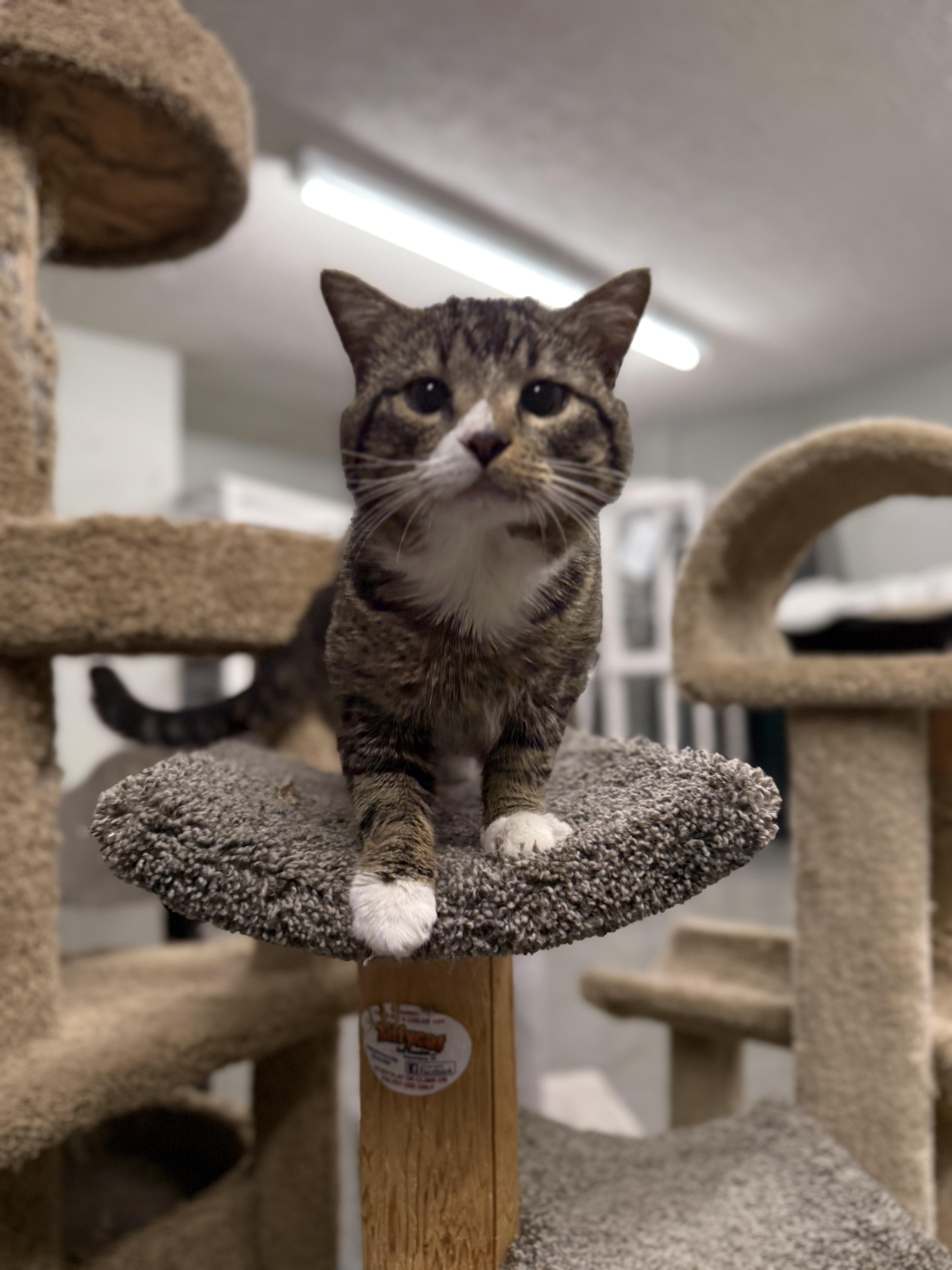 Enlarge Deegan, a ADOPTABLE Domestic Short Hair in Louisville, OH image 2/4