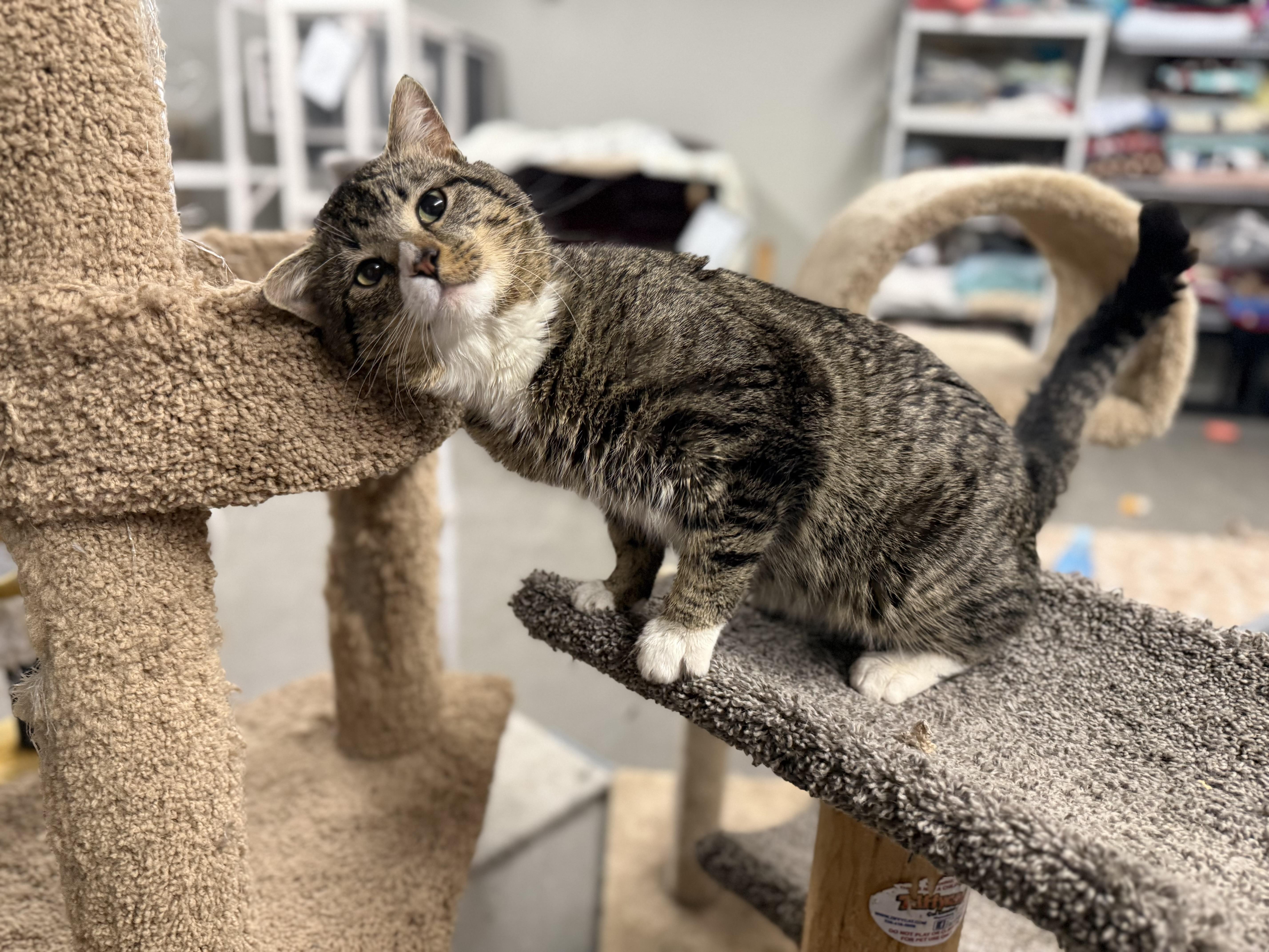 Deegan, ADOPTABLE, Young Male Domestic Short Hair.
