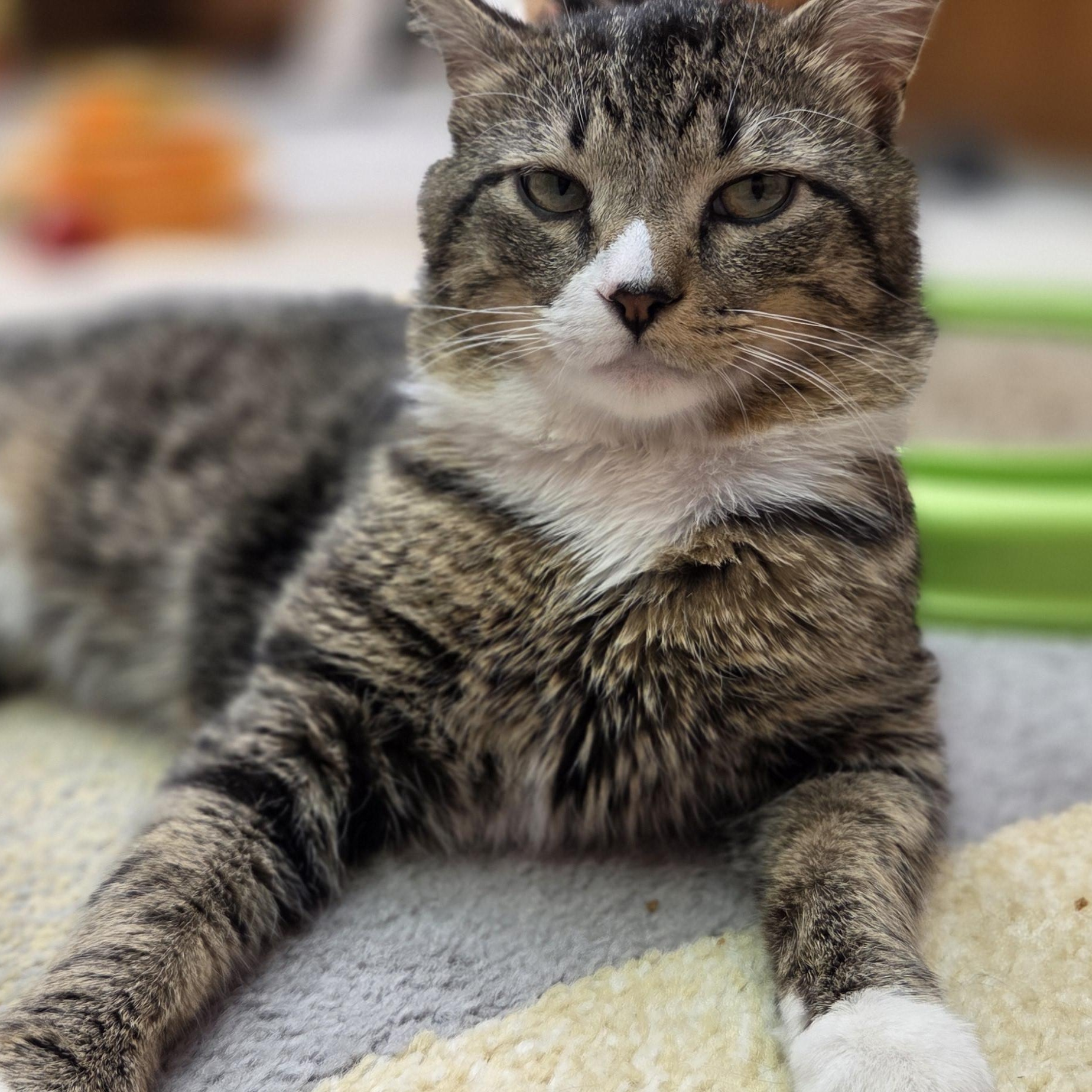 Enlarge Deegan, a ADOPTABLE Domestic Short Hair in Louisville, OH image 4/4