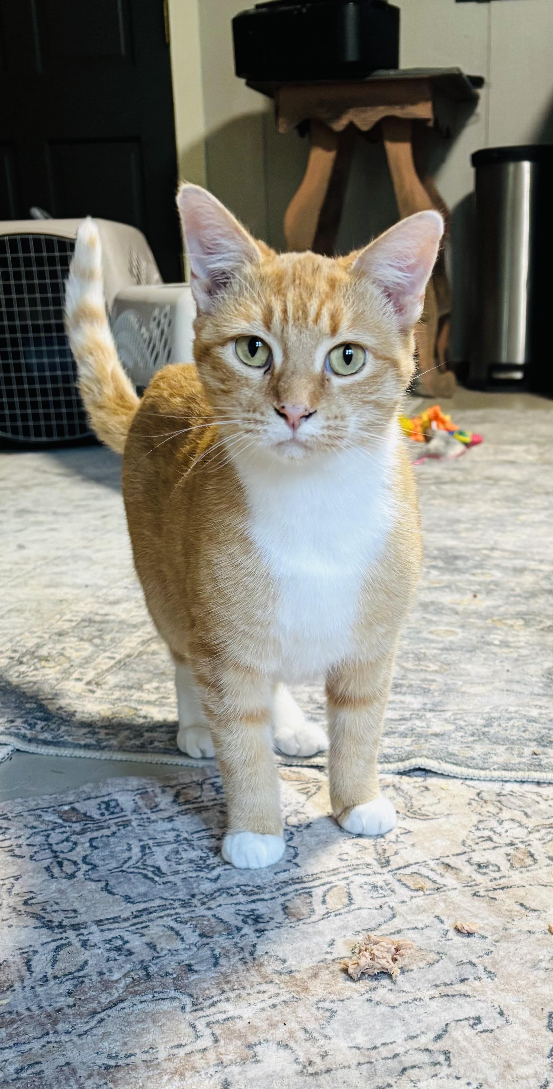 Enlarge Bri, a Adoptable mixed breed in Concord, NC image 6/6