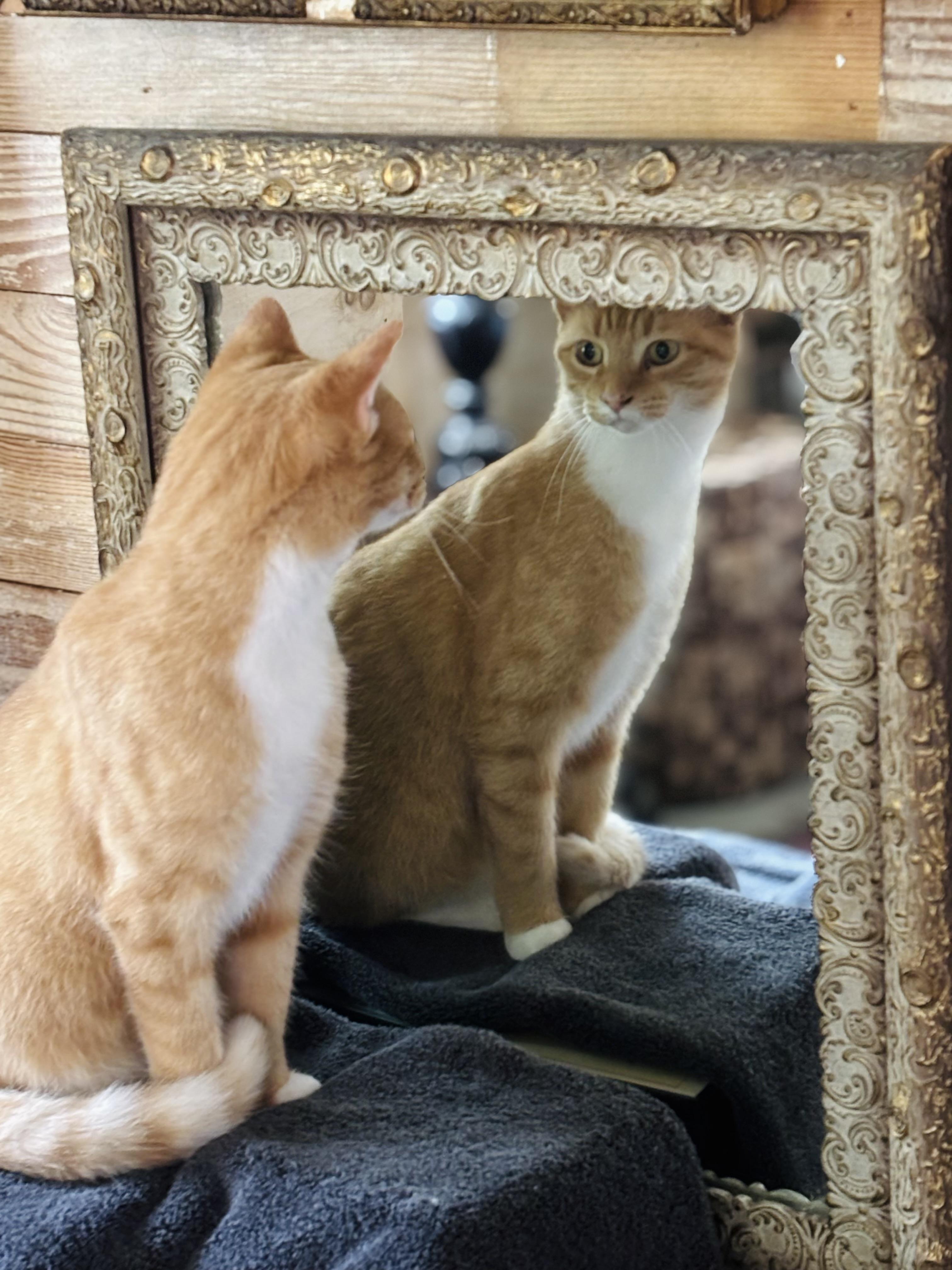 Enlarge Bri, a Adoptable mixed breed in Concord, NC image 2/6