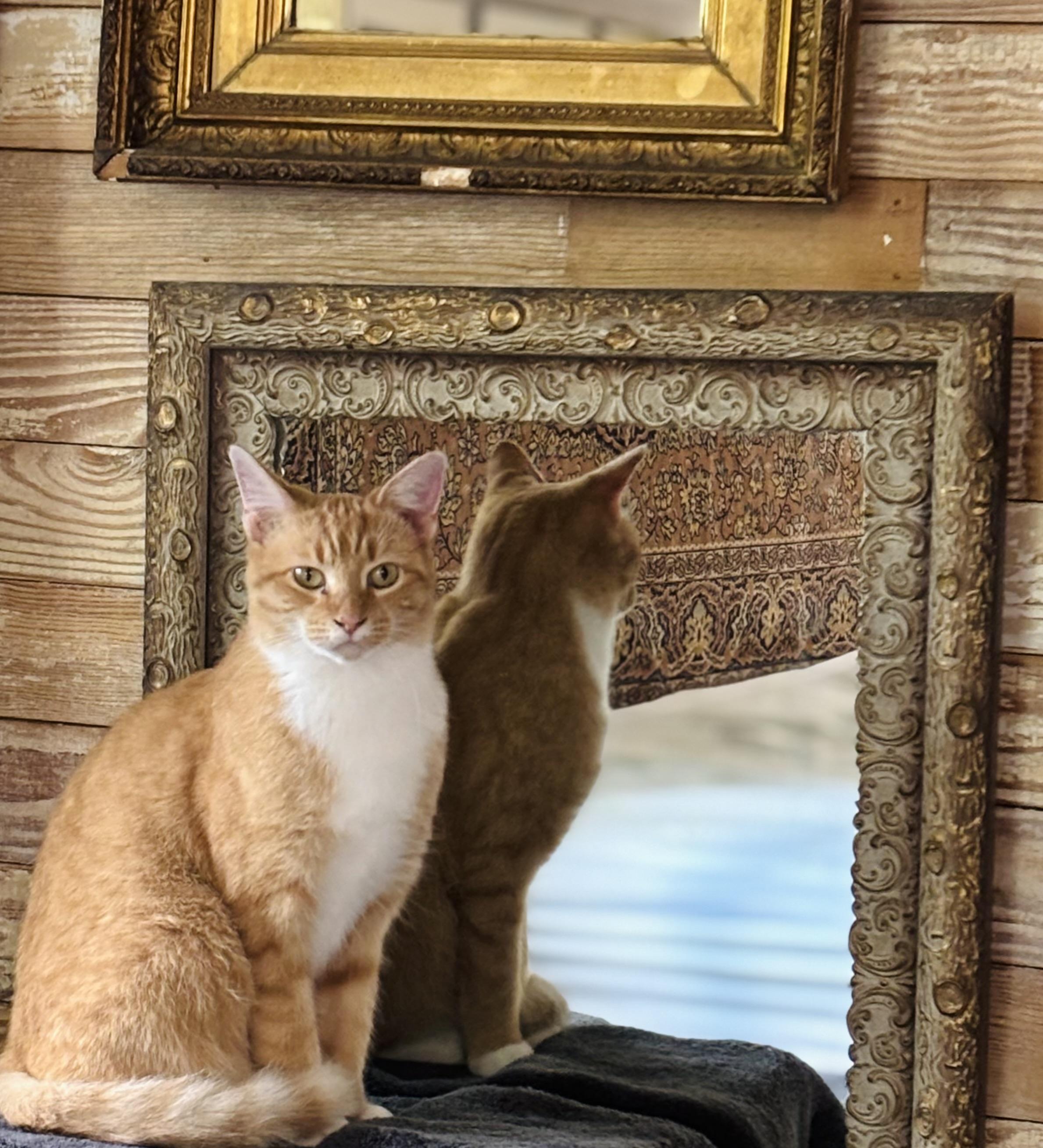 Bri, Adoptable, Young Female Domestic Short Hair.