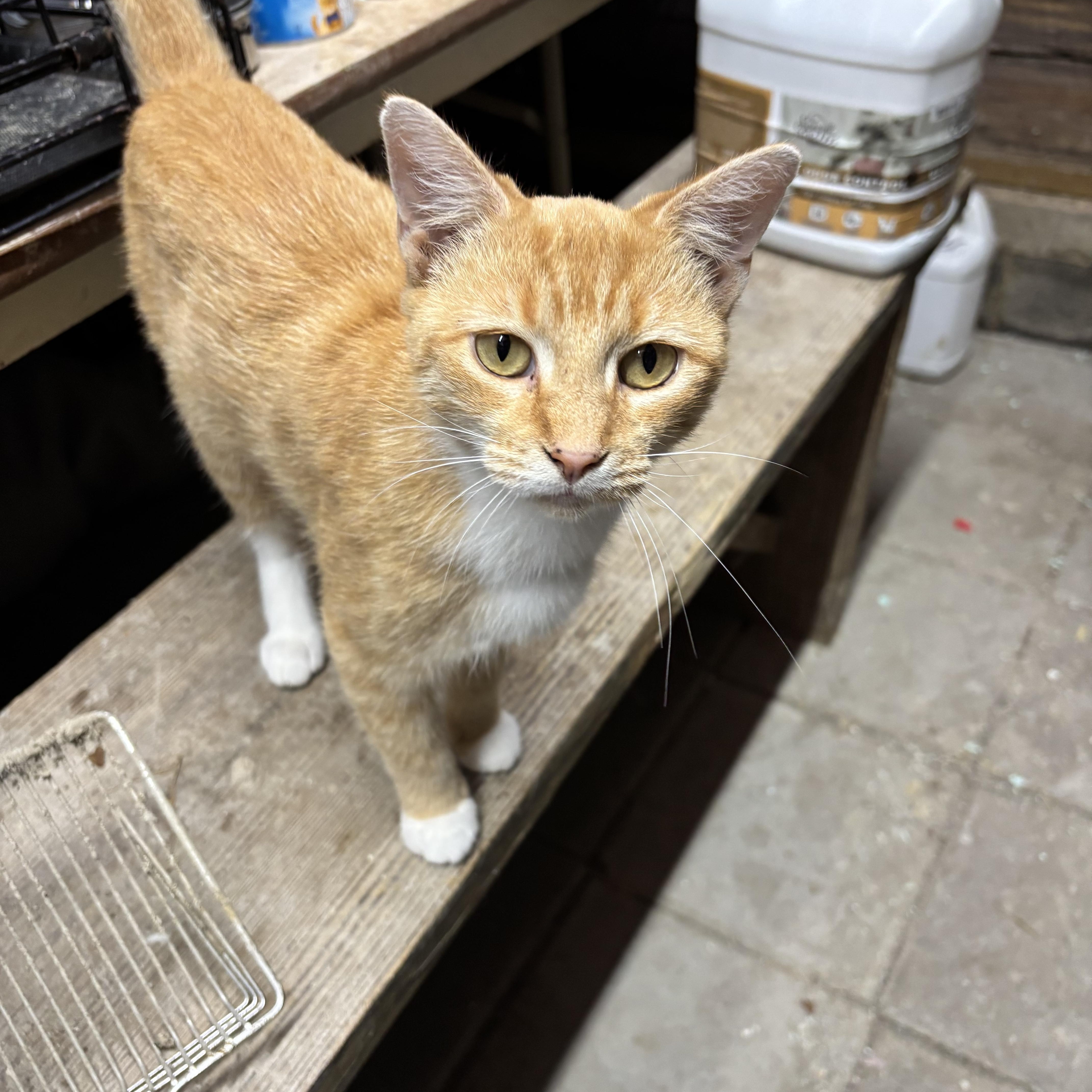 Enlarge Bri, a Adoptable mixed breed in Concord, NC image 5/6