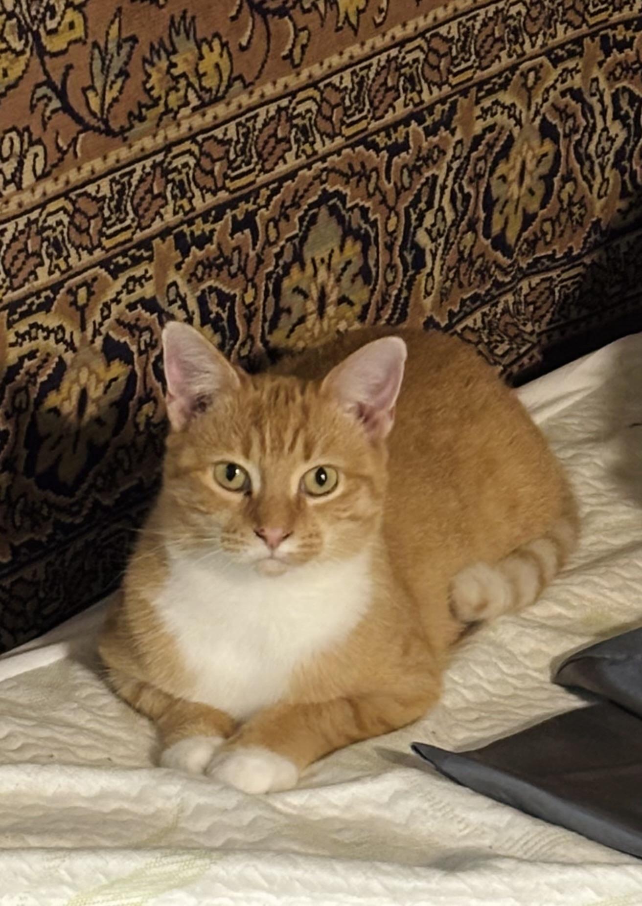 Enlarge Bri, a Adoptable mixed breed in Concord, NC image 3/6