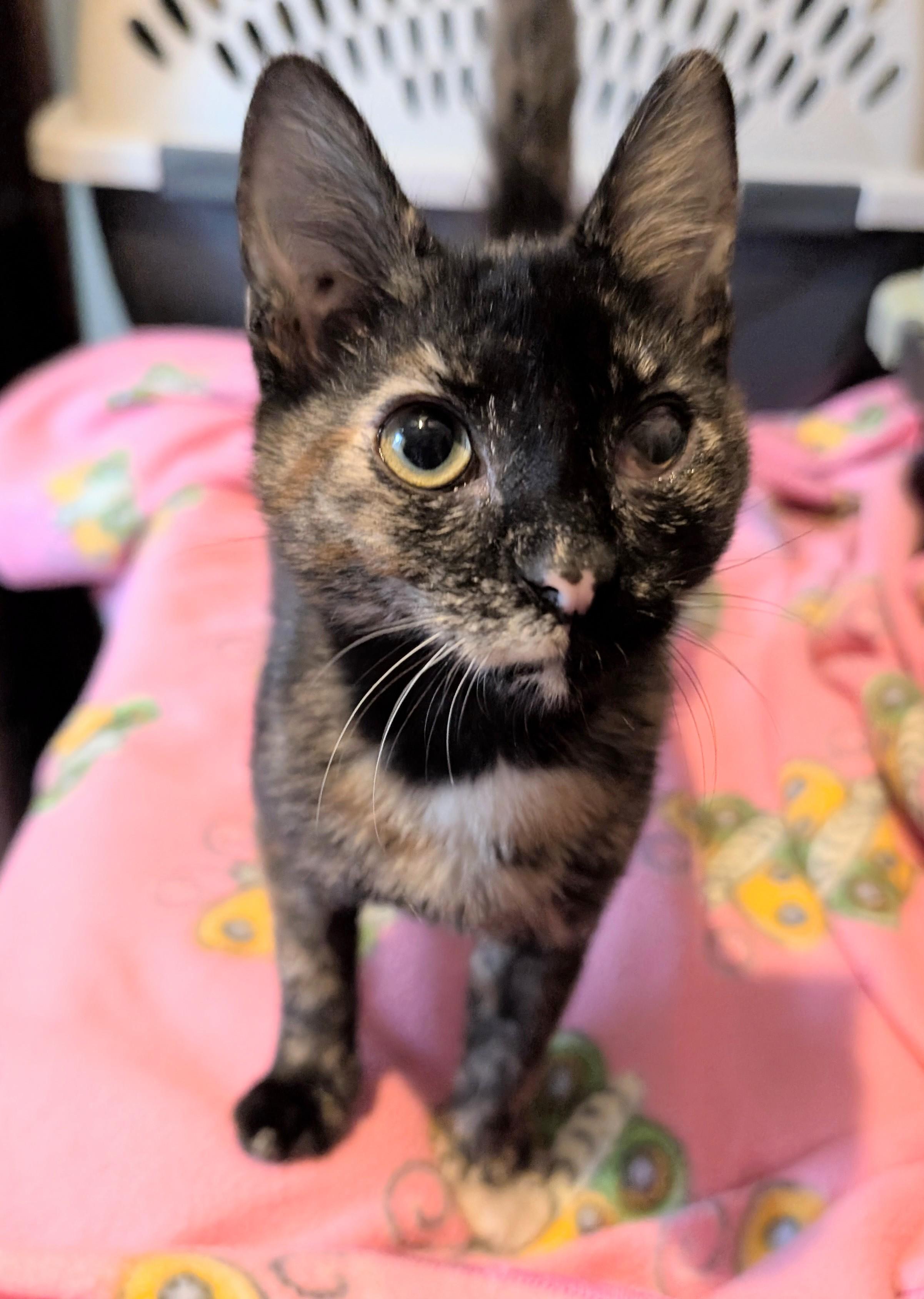 Enlarge Rachel Sandwich, a Adoptable Domestic Short Hair in Madison, WI image 3/3