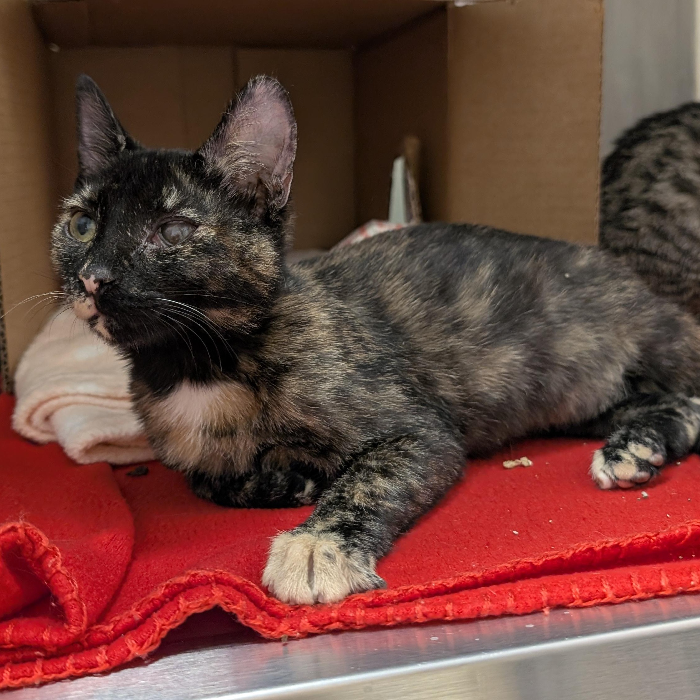 Enlarge Rachel Sandwich, an adopted Domestic Short Hair in Madison, WI image 6/6