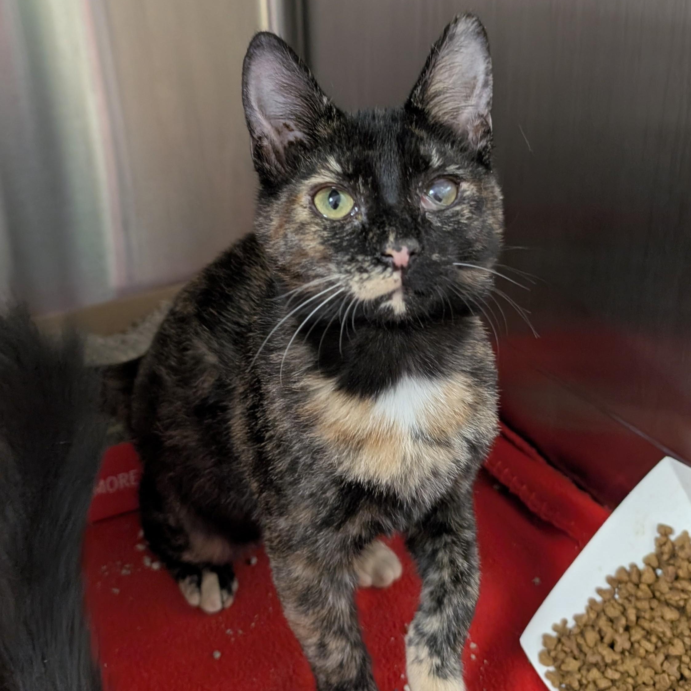 Enlarge Rachel Sandwich, an adopted Domestic Short Hair in Madison, WI image 2/6