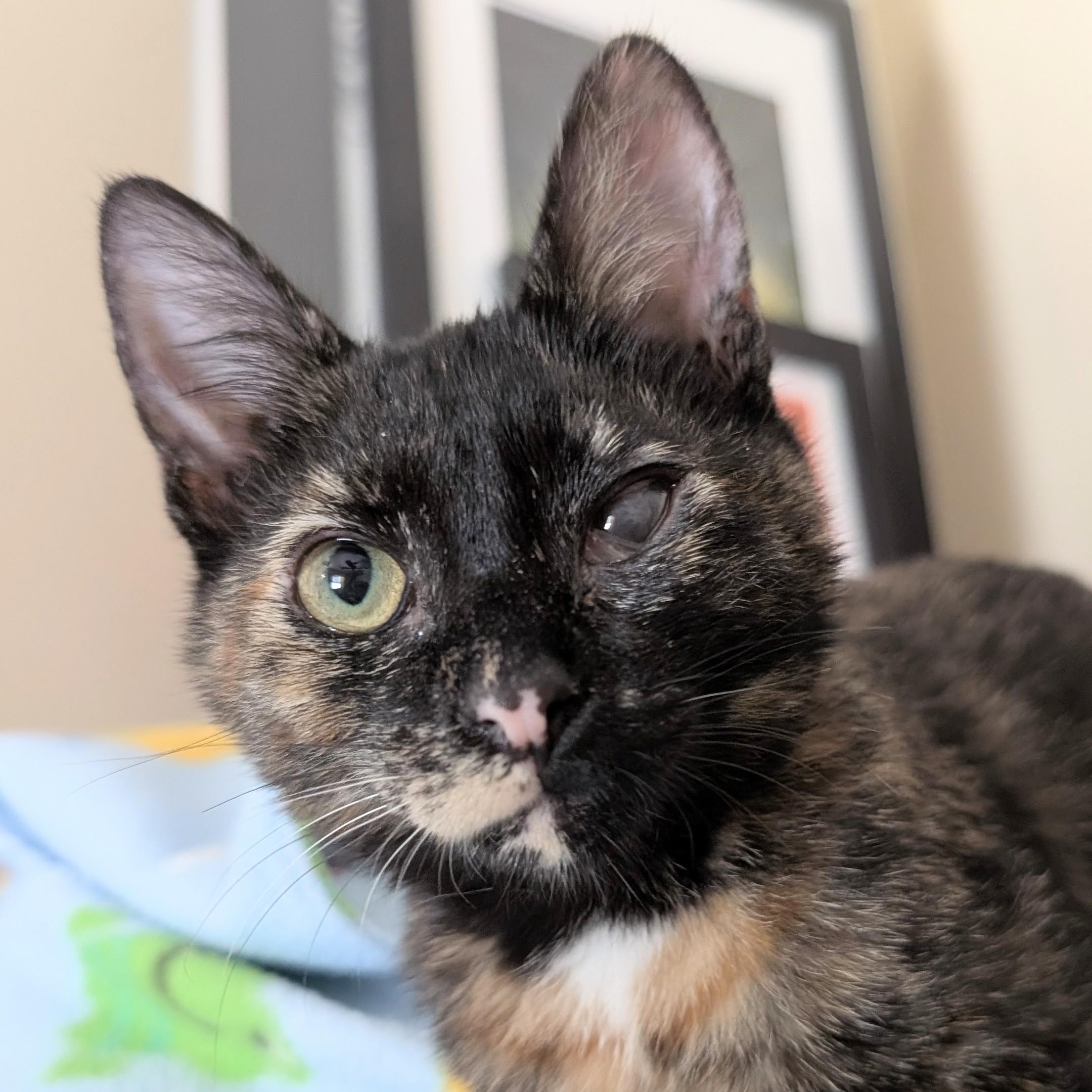Rachel Sandwich, Adoptable, Kitten Female Domestic Short Hair.