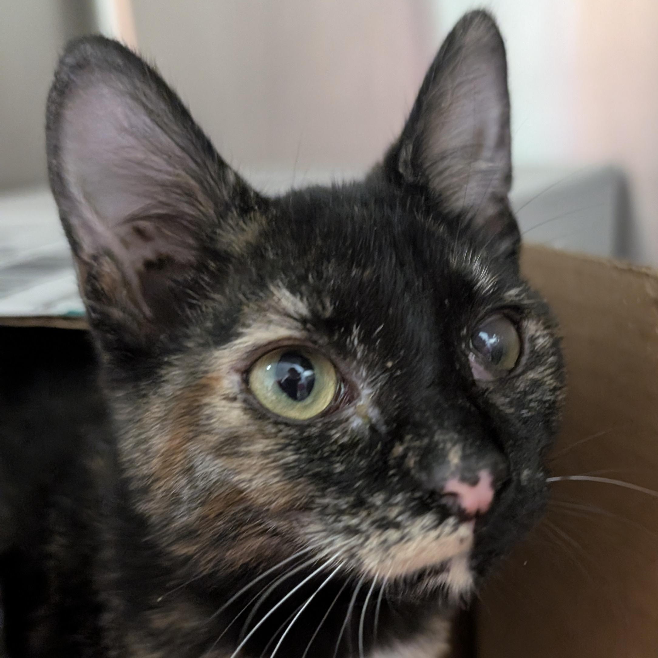 Rachel Sandwich, Adoptable, Kitten Female Domestic Short Hair.