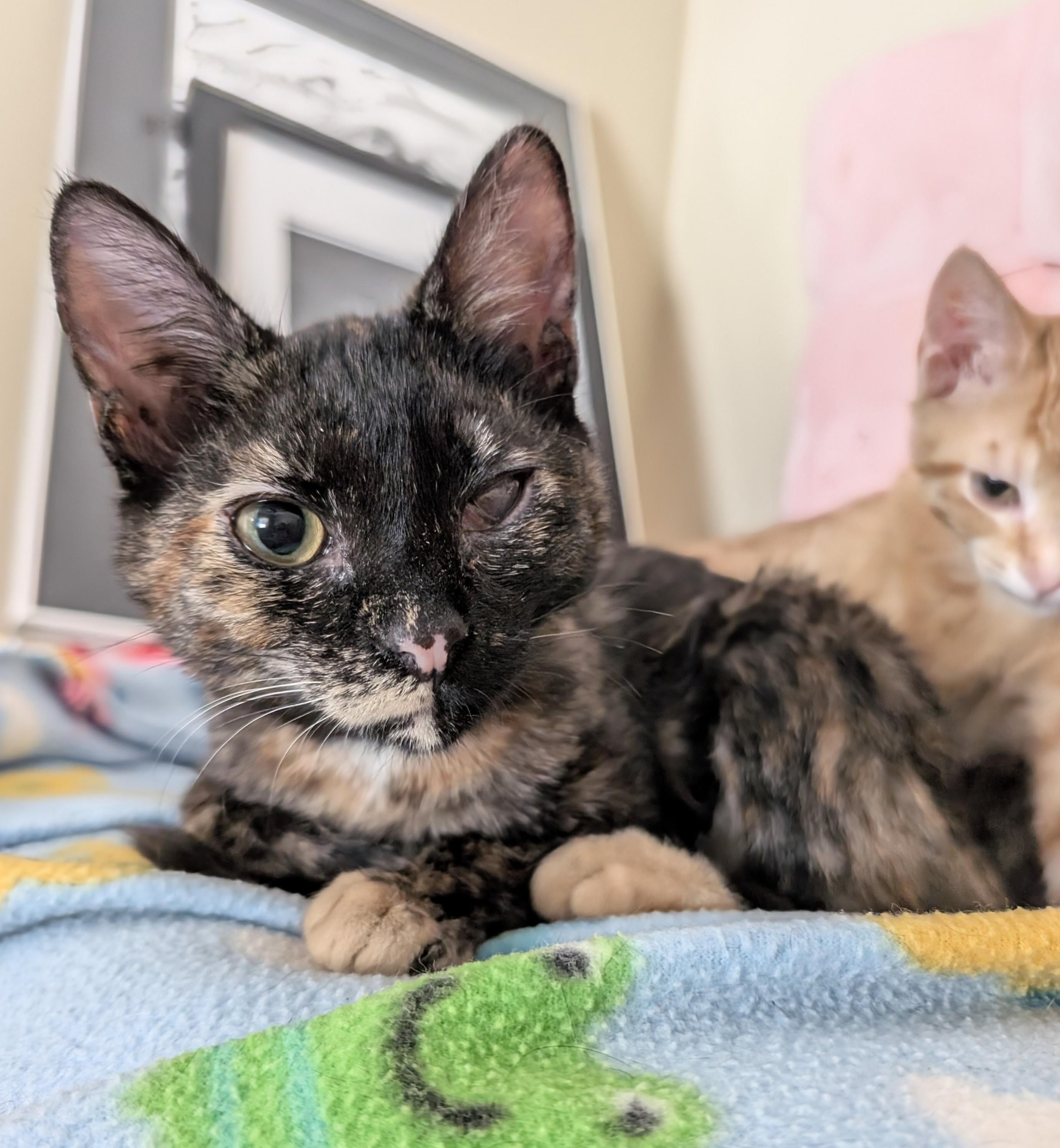 Enlarge Rachel Sandwich, a Adoptable Domestic Short Hair in Madison, WI image 2/3