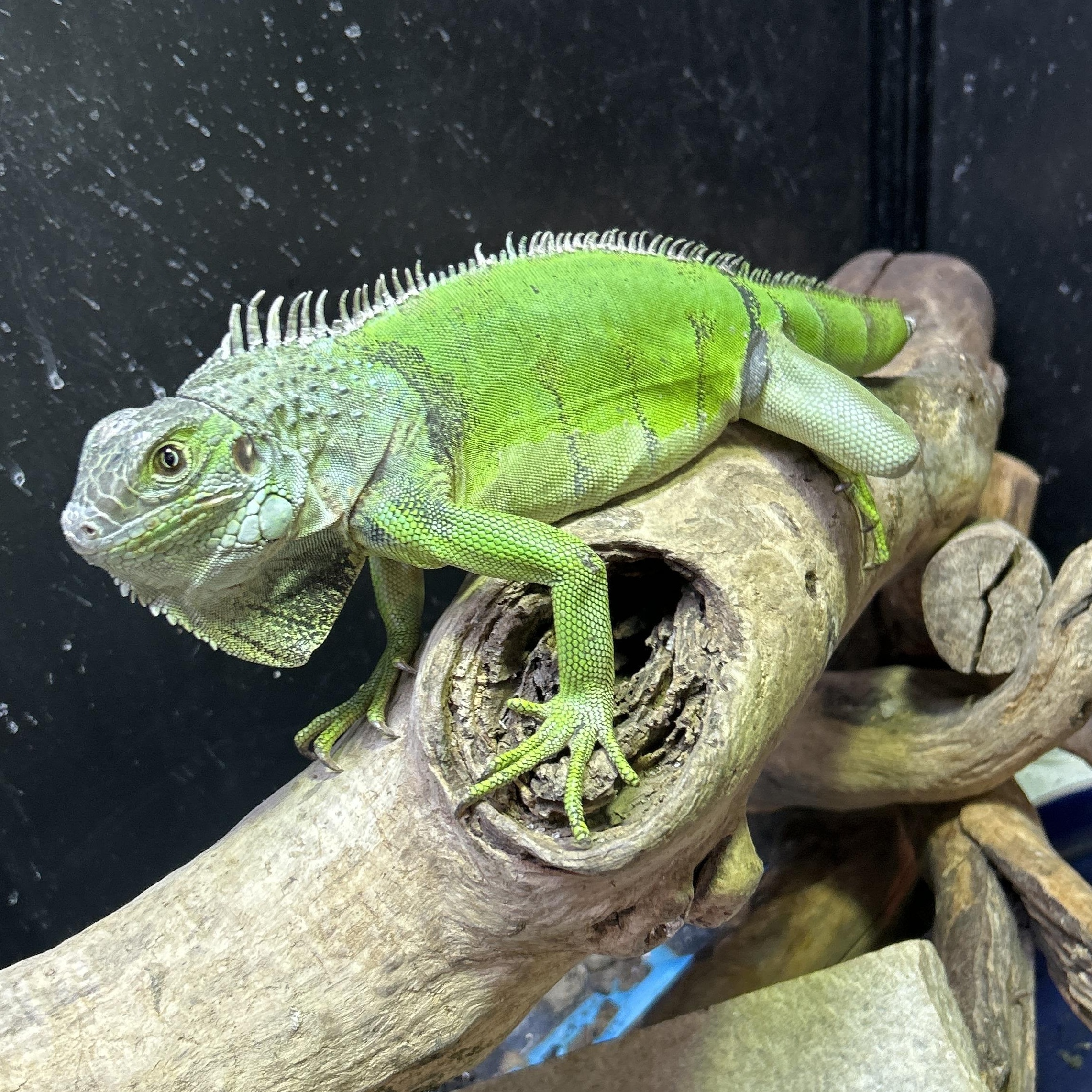 Skittles the Iguana, ADOPTABLE, Young Female Iguana.