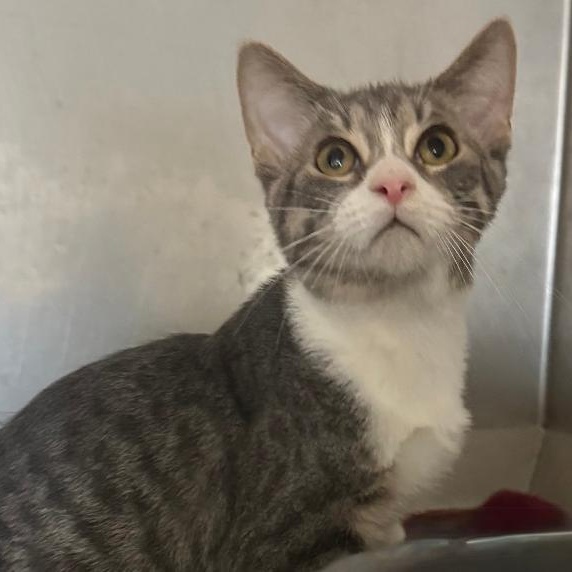 RILEY, ADOPTABLE, Young Male Domestic Short Hair.