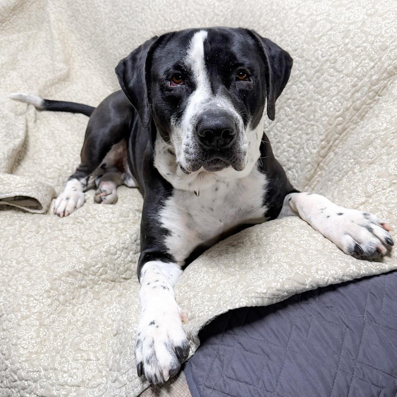 Enlarge Gator, a ADOPTABLE mixed breed in Henderson, TX image 2/4