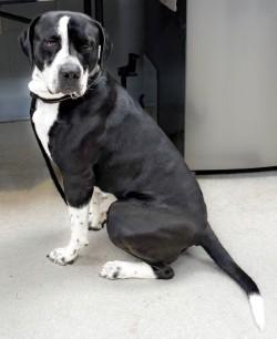 Gator, ADOPTABLE, Young Male Labrador Retriever & Black Labrador Retriever.