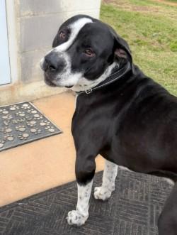 Enlarge Gator, a ADOPTABLE mixed breed in Henderson, TX image 3/4