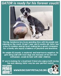 Enlarge Gator, a ADOPTABLE mixed breed in Henderson, TX image 4/4