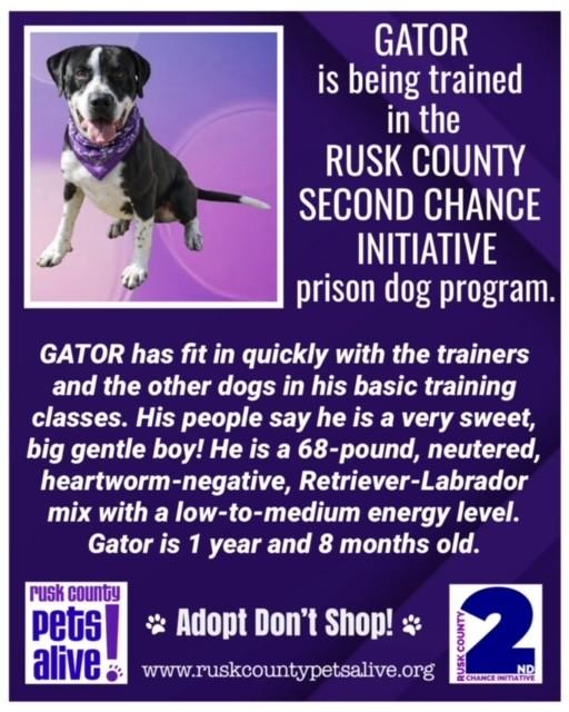 Enlarge Gator, a ADOPTABLE mixed breed in Henderson, TX image 1/1