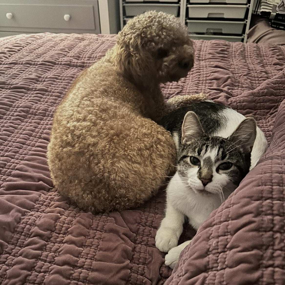 Enlarge Henry, a Adoptable mixed breed in Rochester Hills, MI image 4/5