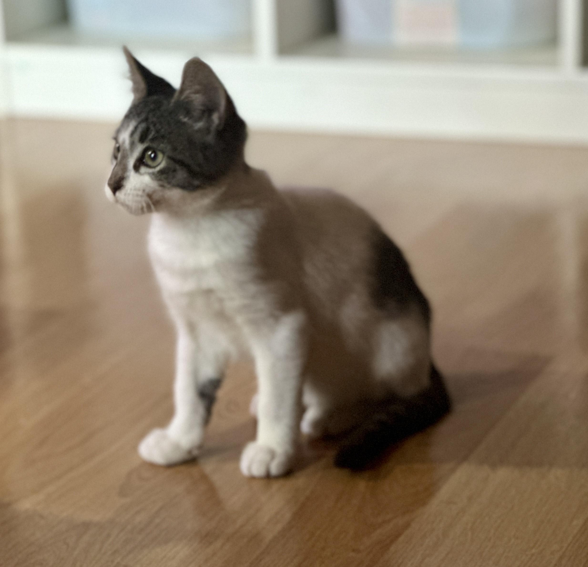 Enlarge Henry, a Adoptable mixed breed in Rochester Hills, MI image 3/4