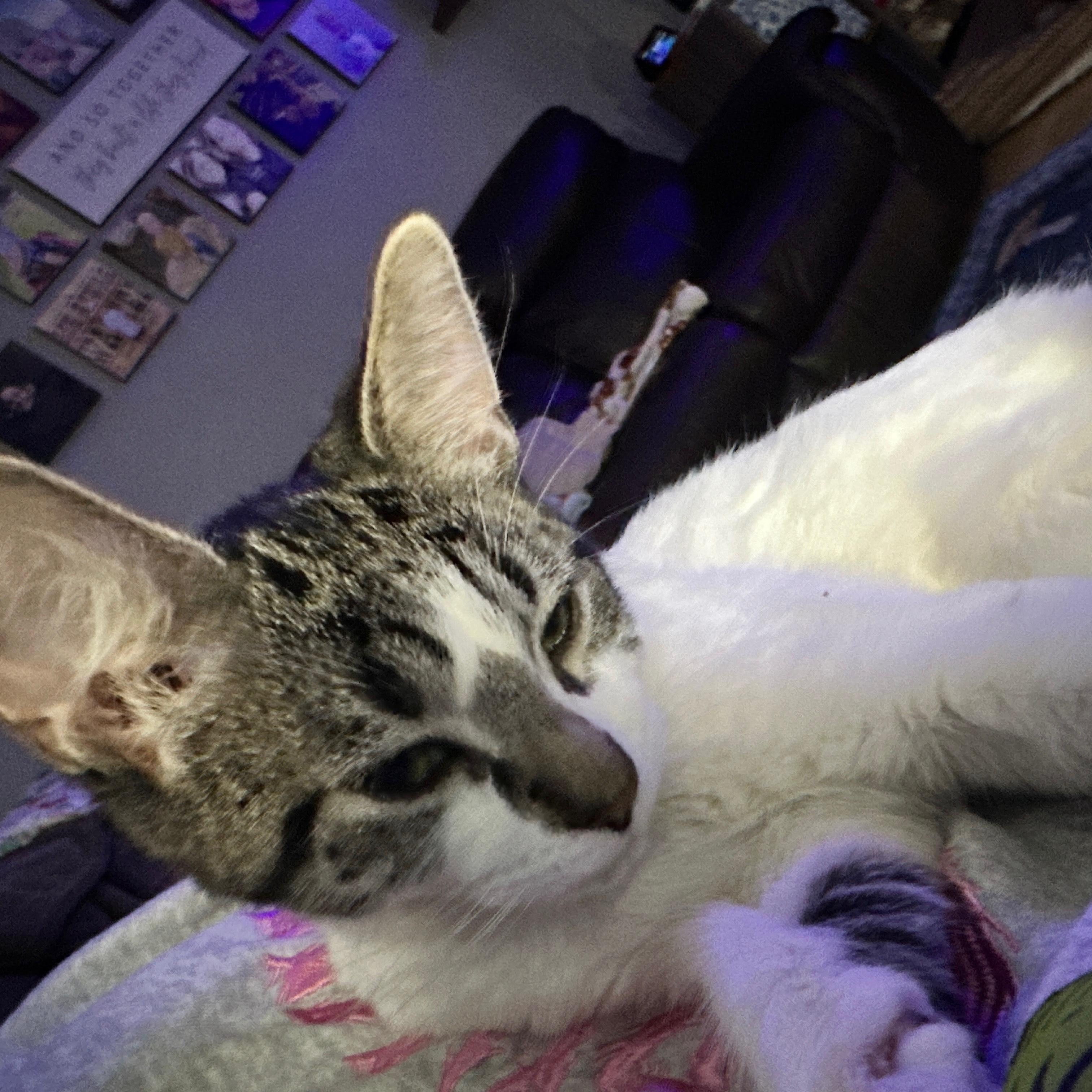 Enlarge Henry, a Adoptable mixed breed in Rochester Hills, MI image 4/5