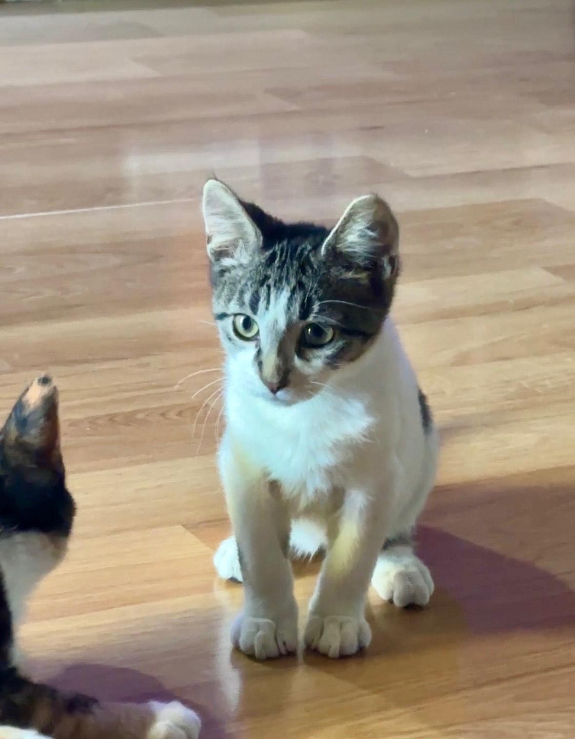 Enlarge Henry, a Adoptable mixed breed in Rochester Hills, MI image 4/4