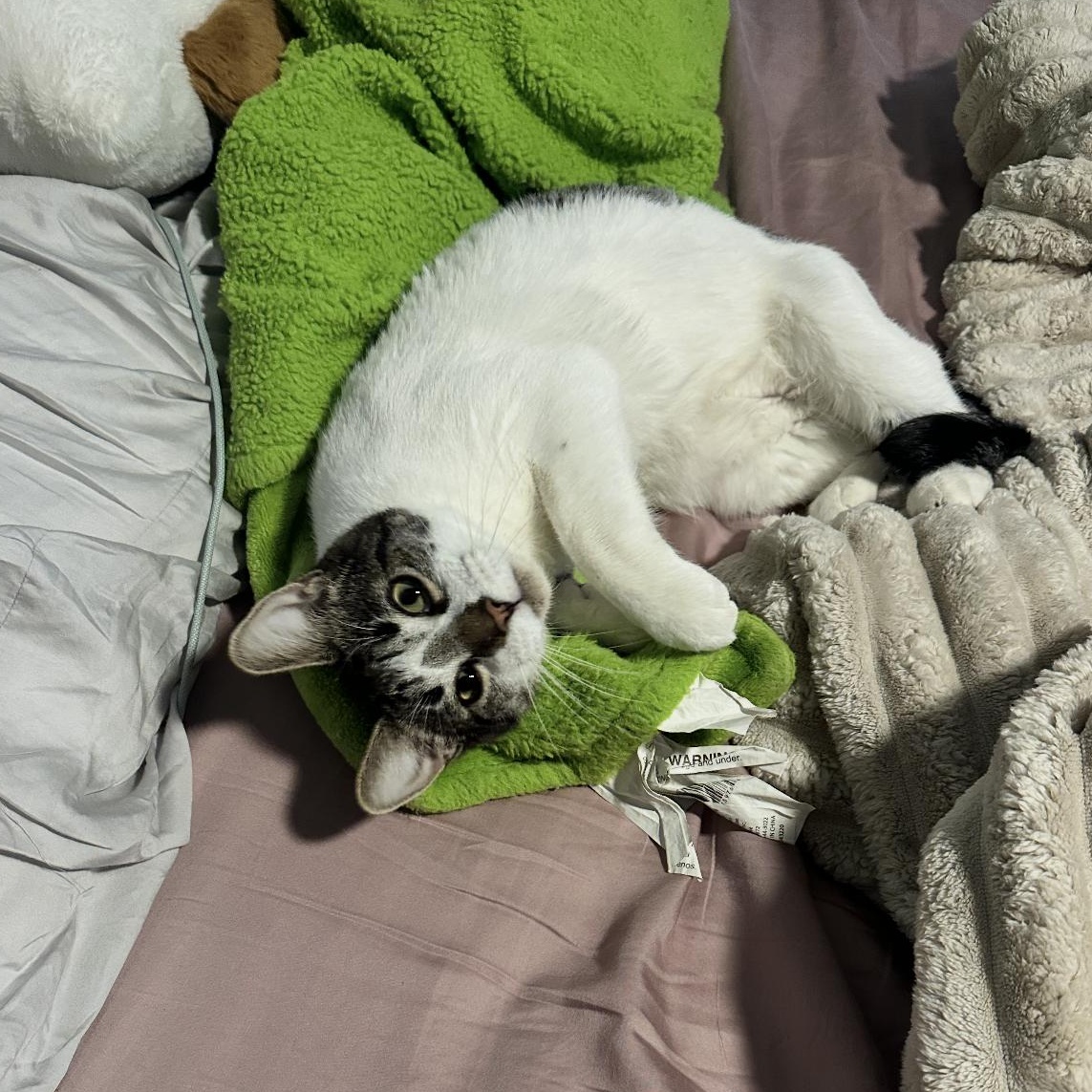 Enlarge Henry, a Adoptable mixed breed in Rochester Hills, MI image 3/5