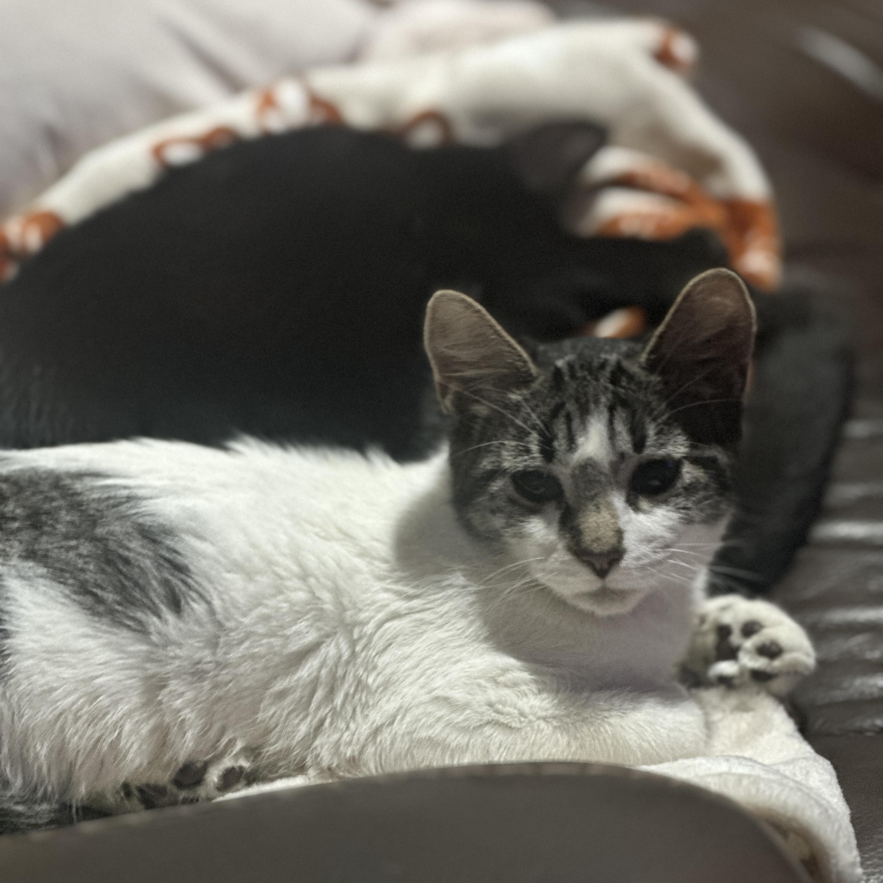 Henry — thumbnail 3