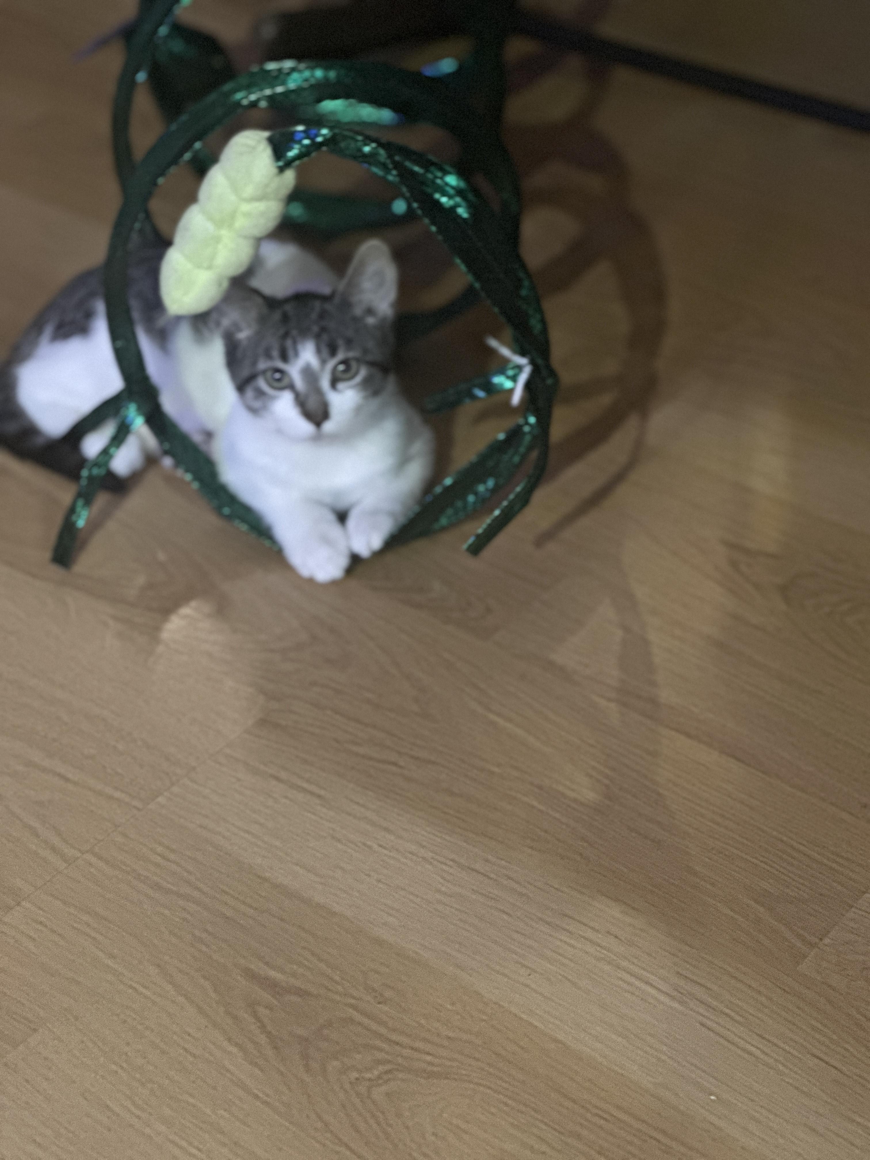 Henry, Adoptable, Kitten Male Domestic Short Hair & Tabby.