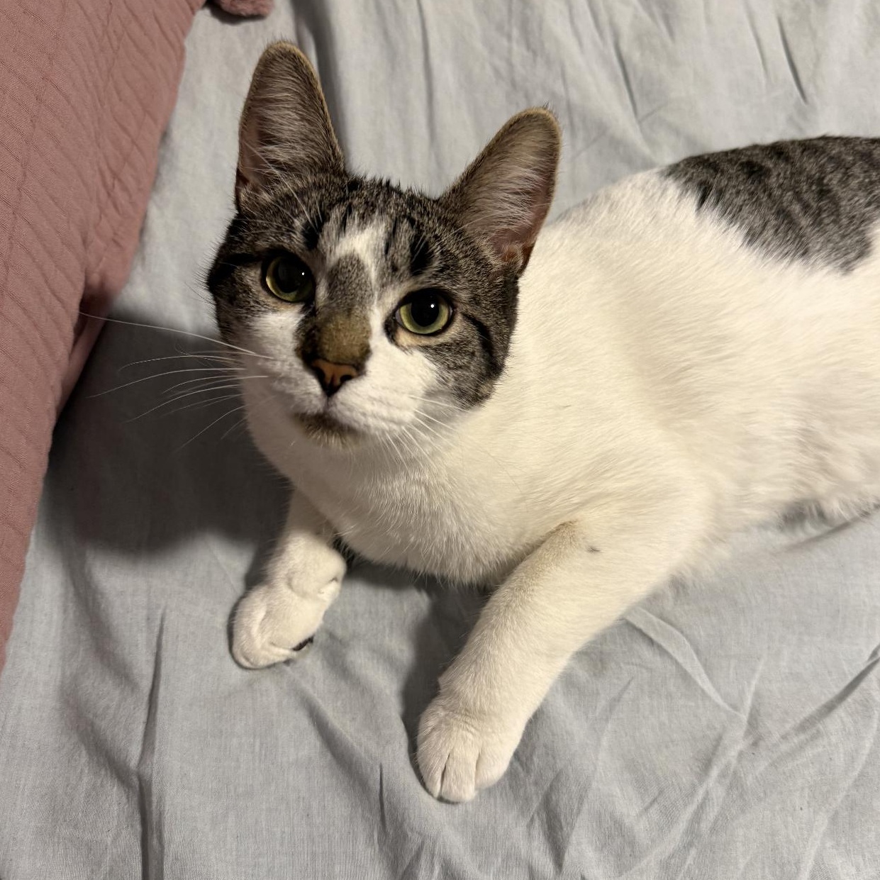 Enlarge Henry, a Adoptable mixed breed in Rochester Hills, MI image 5/5