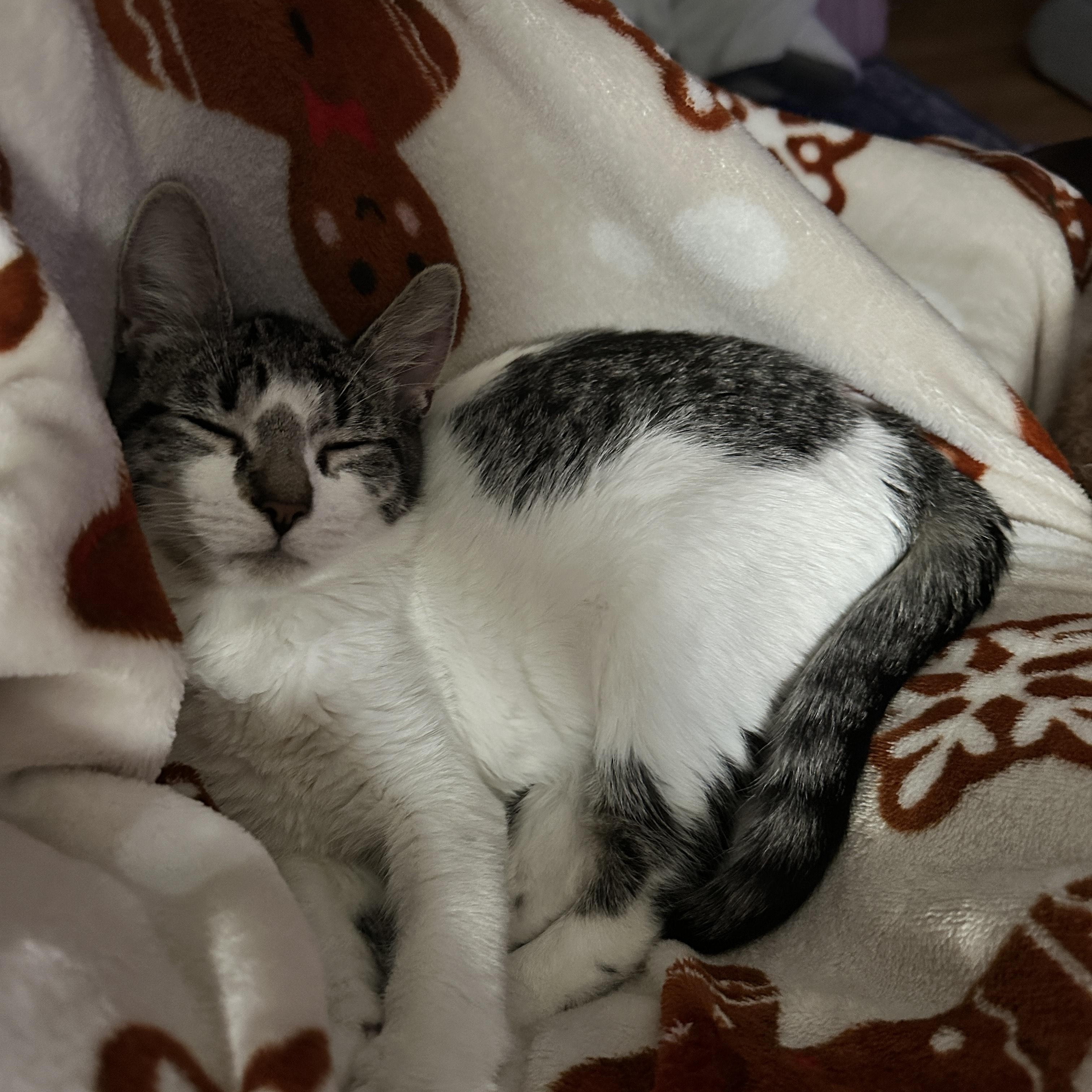 Enlarge Henry, a Adoptable mixed breed in Rochester Hills, MI image 1/5