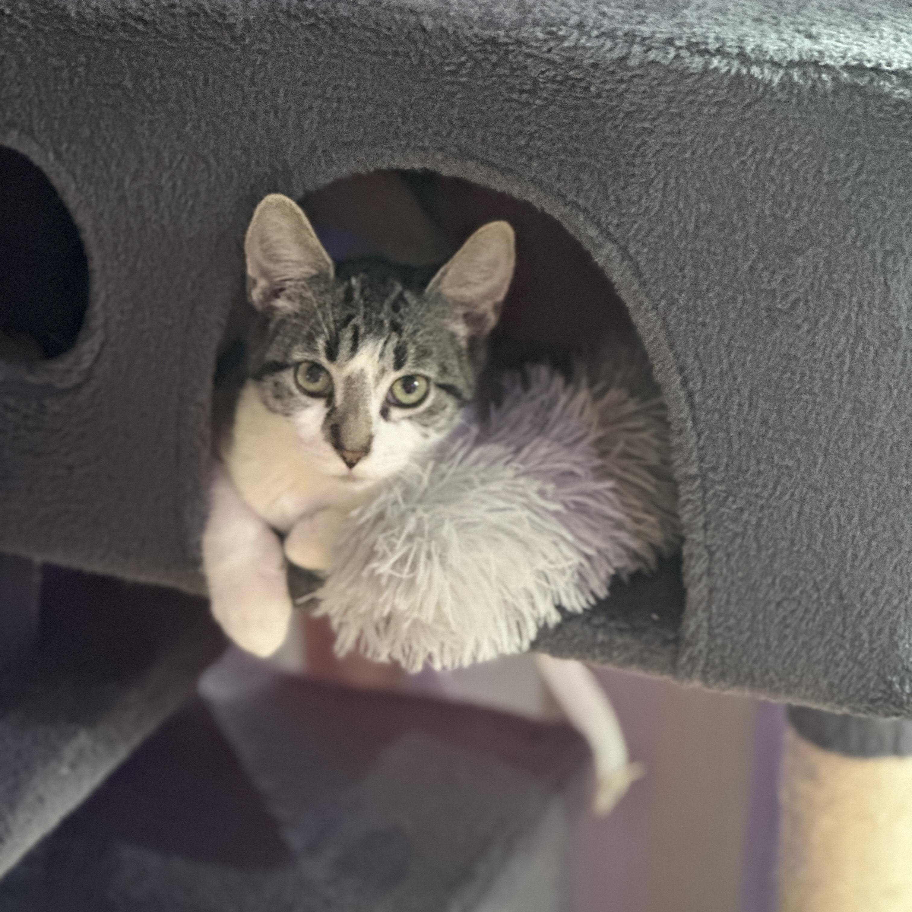 Enlarge Henry, a Adoptable mixed breed in Rochester Hills, MI image 2/5