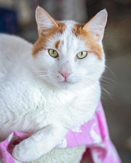Patches, Adoptable, Adult Male Domestic Short Hair & Domestic Short Hair.