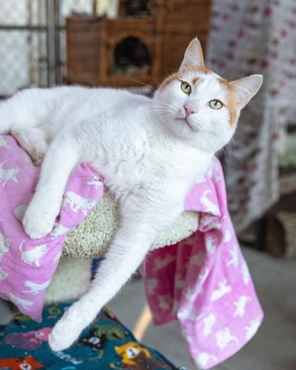 Enlarge Patches, a Adoptable Domestic Short Hair in El Dorado Hills, CA image 2/2