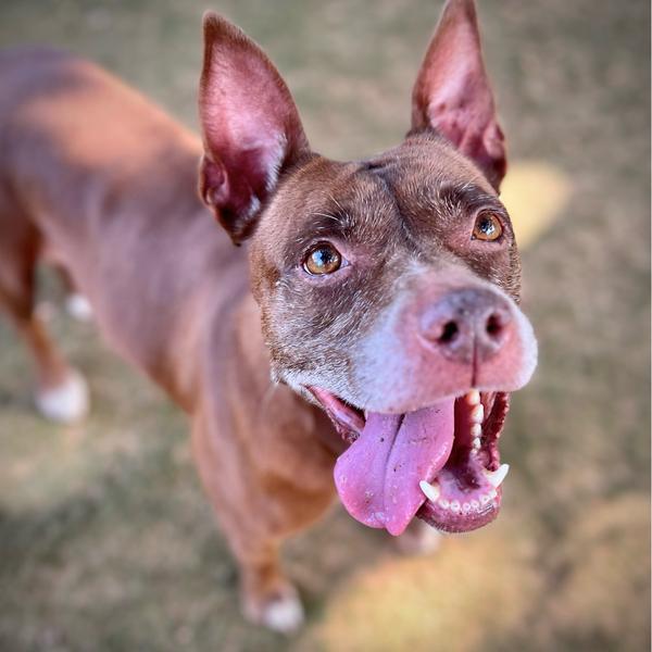 TEE, Adoptable, Adult Female American Staffordshire Terrier & Mixed Breed.