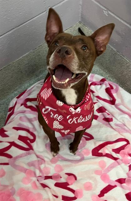 TEE, Adoptable, Adult Female Australian Kelpie & Mixed Breed.