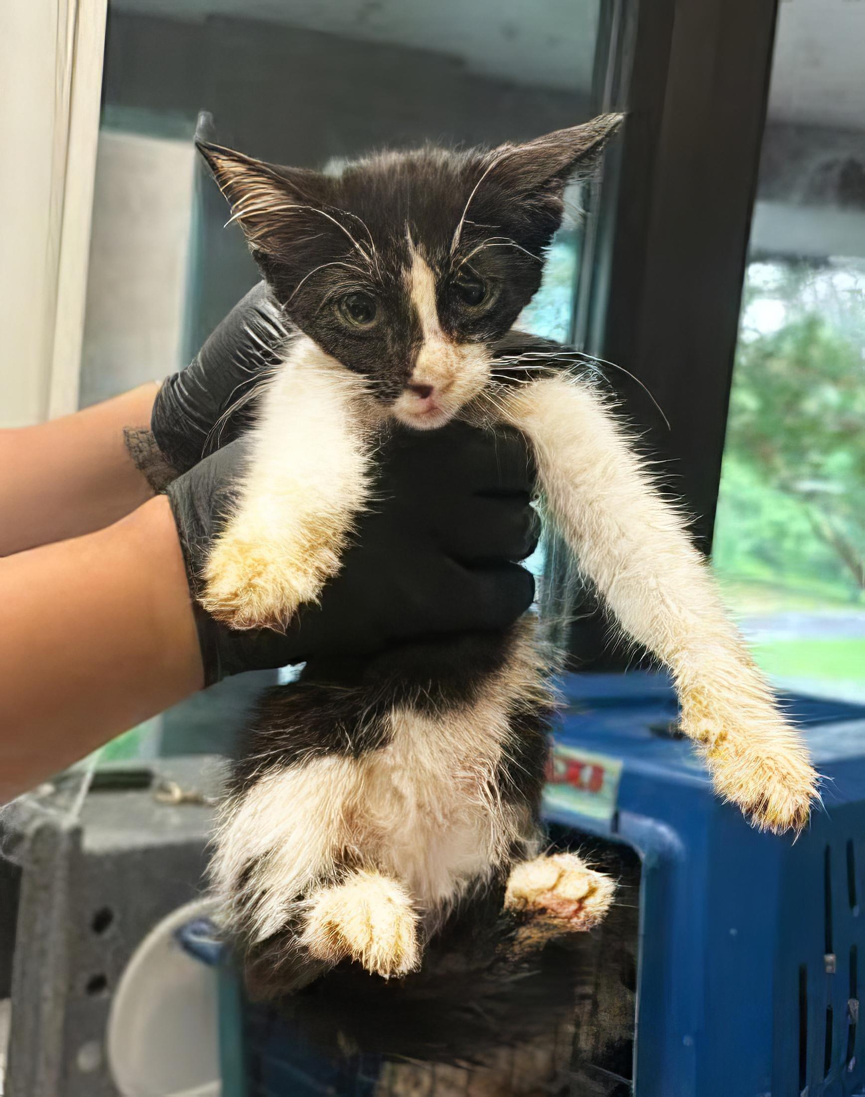 Rumi, Baby Female Domestic Short Hair