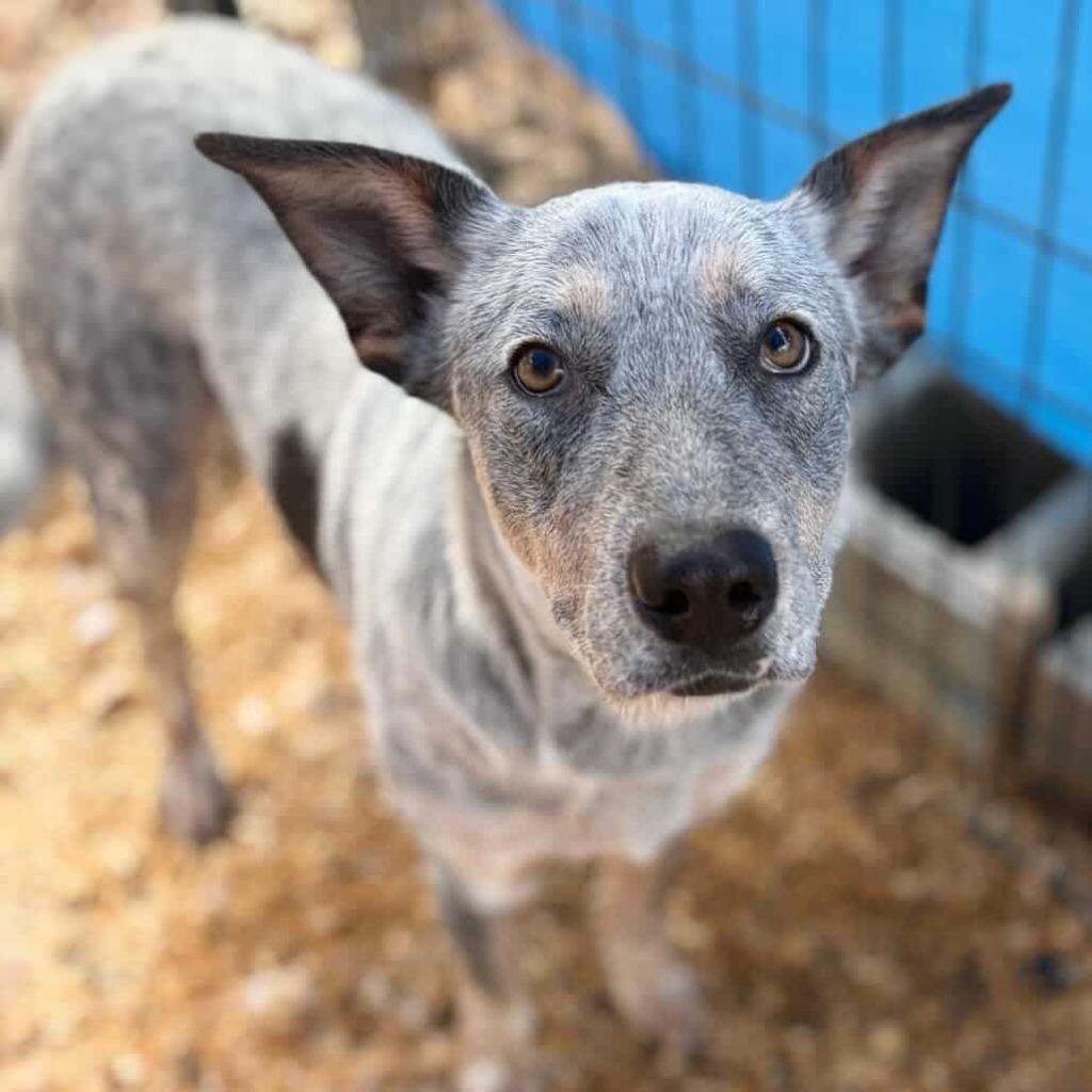 Adelaide, Adoptable, Young Female Australian Cattle Dog / Blue Heeler.