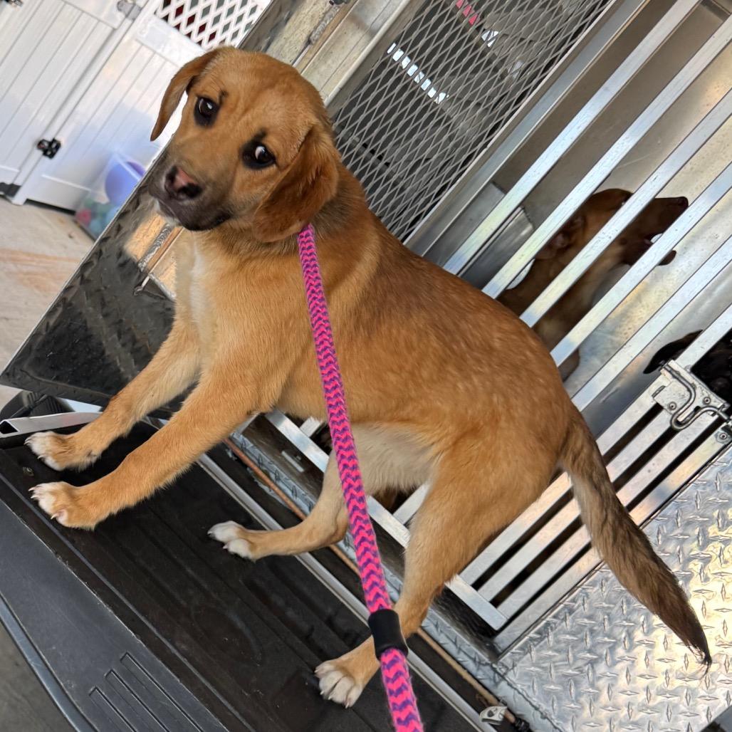 Enlarge Gravy, a Adoptable Mixed Breed in Roxboro, NC image 1/1
