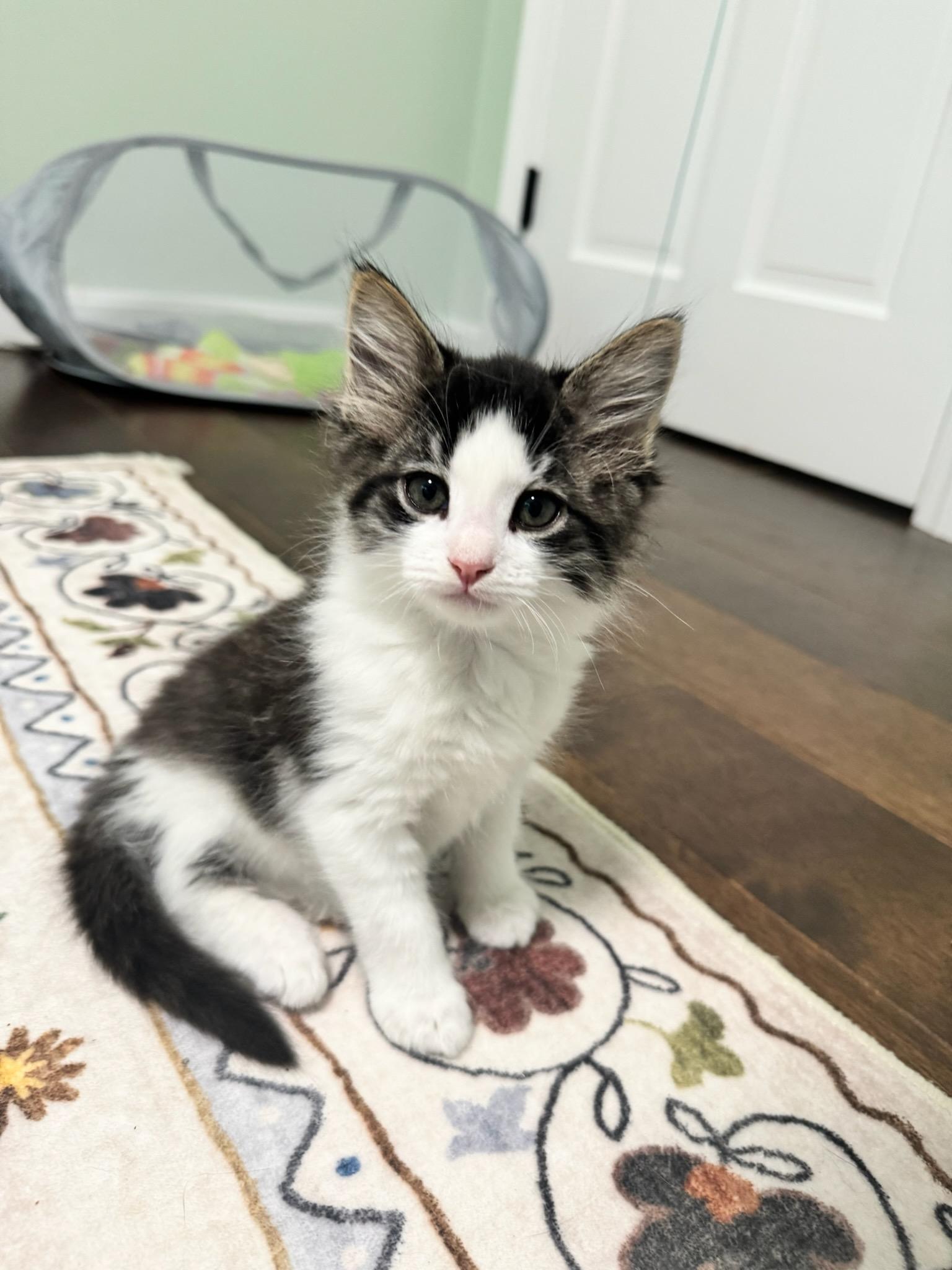 Gooseberry, Adopted, Kitten Male Domestic Long Hair.