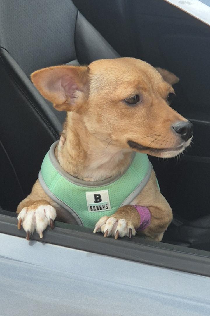 Enlarge **KKOKJI, an adopted mixed breed in Springfield, VA image 3/5