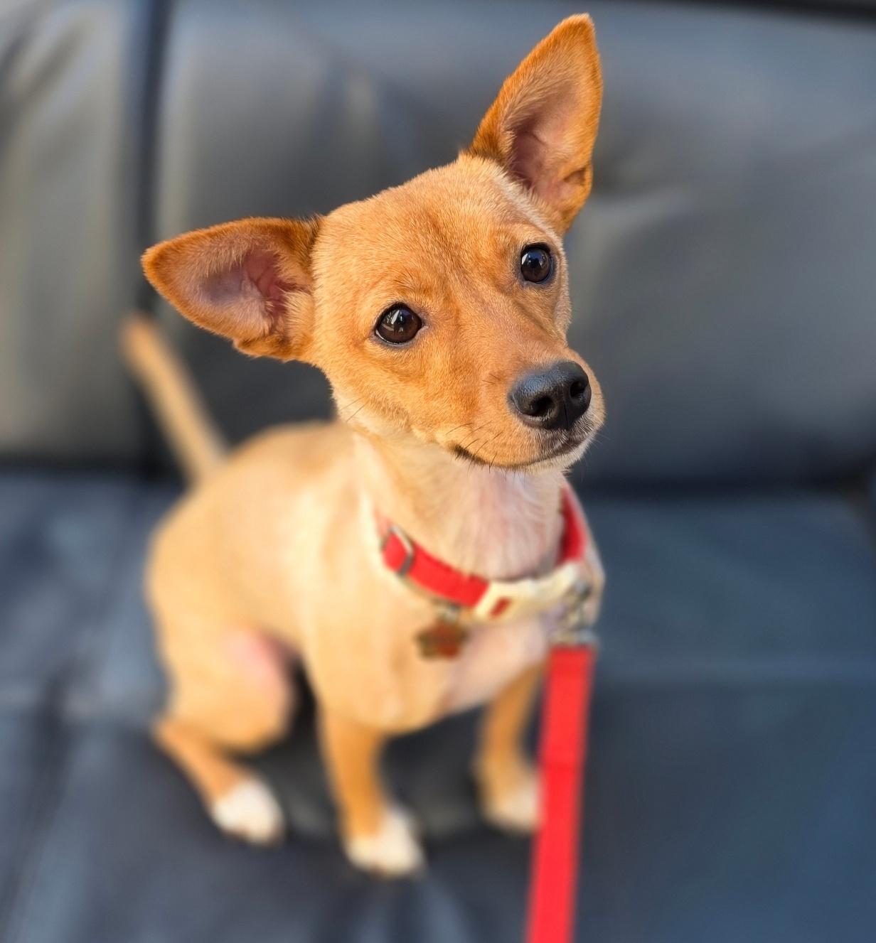 Enlarge **KKOKJI, an adopted mixed breed in Springfield, VA image 2/5