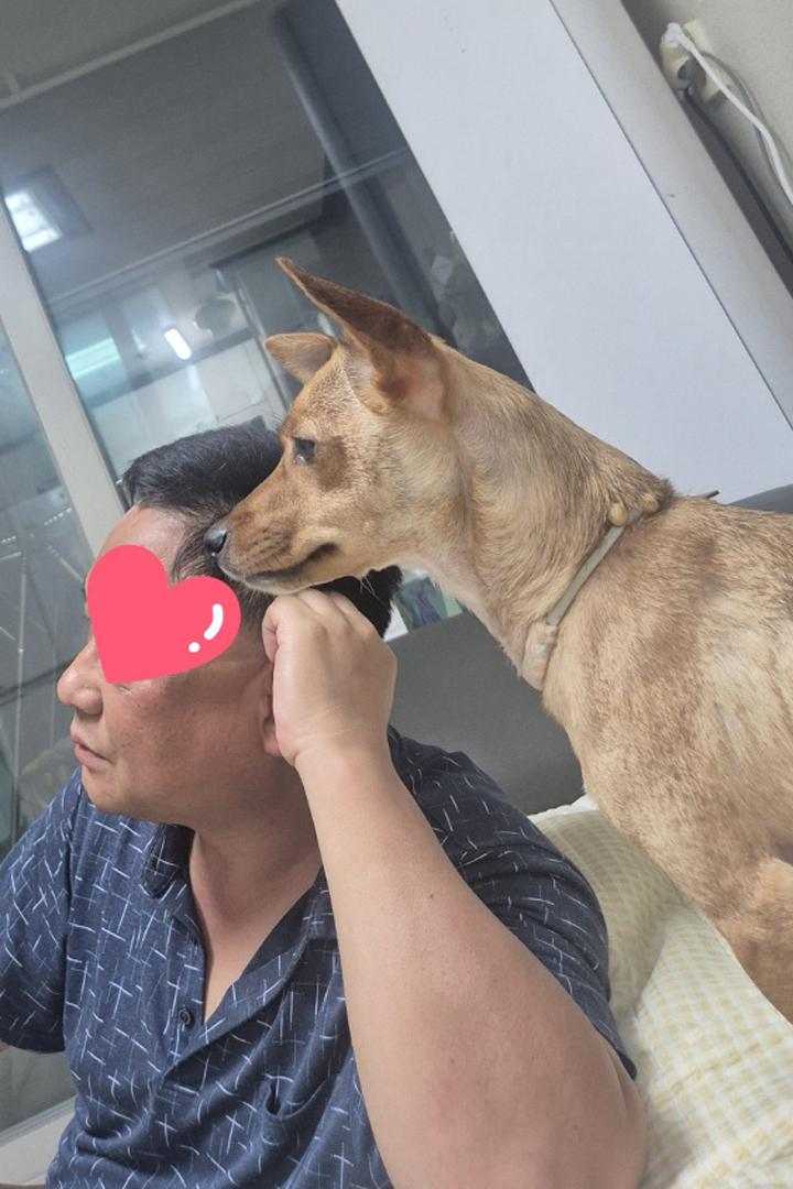 Enlarge **KKOKJI, an adopted mixed breed in Springfield, VA image 5/5