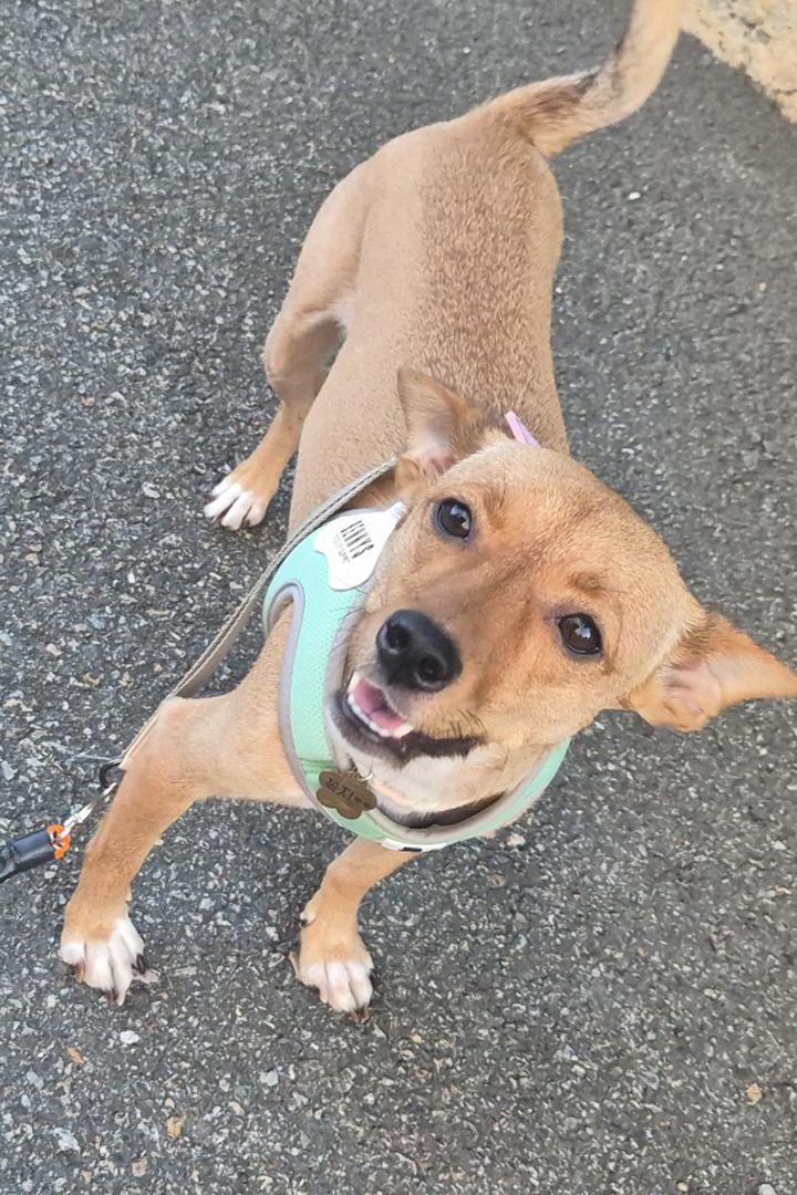 Enlarge **KKOKJI, an adopted mixed breed in Springfield, VA image 1/5