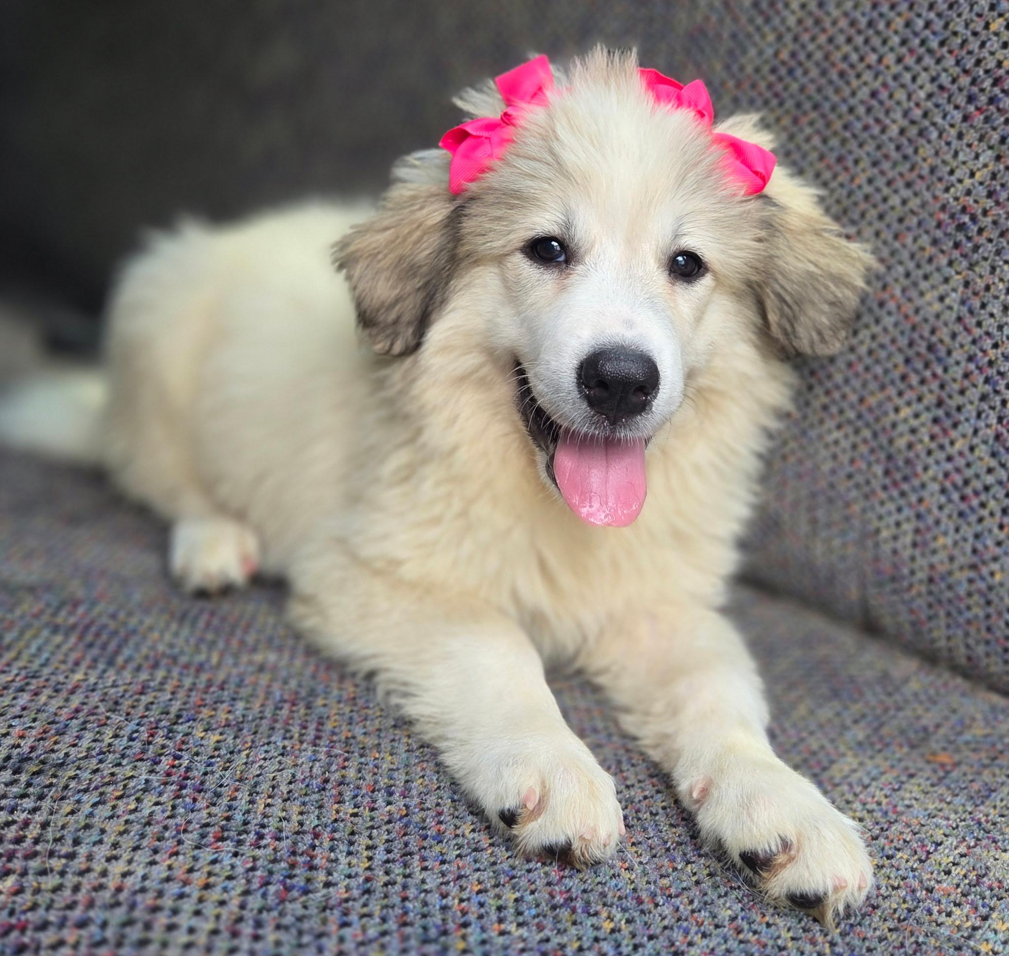 Enlarge Penny, an adopted Great Pyrenees in Gilbert, SC image 3/4