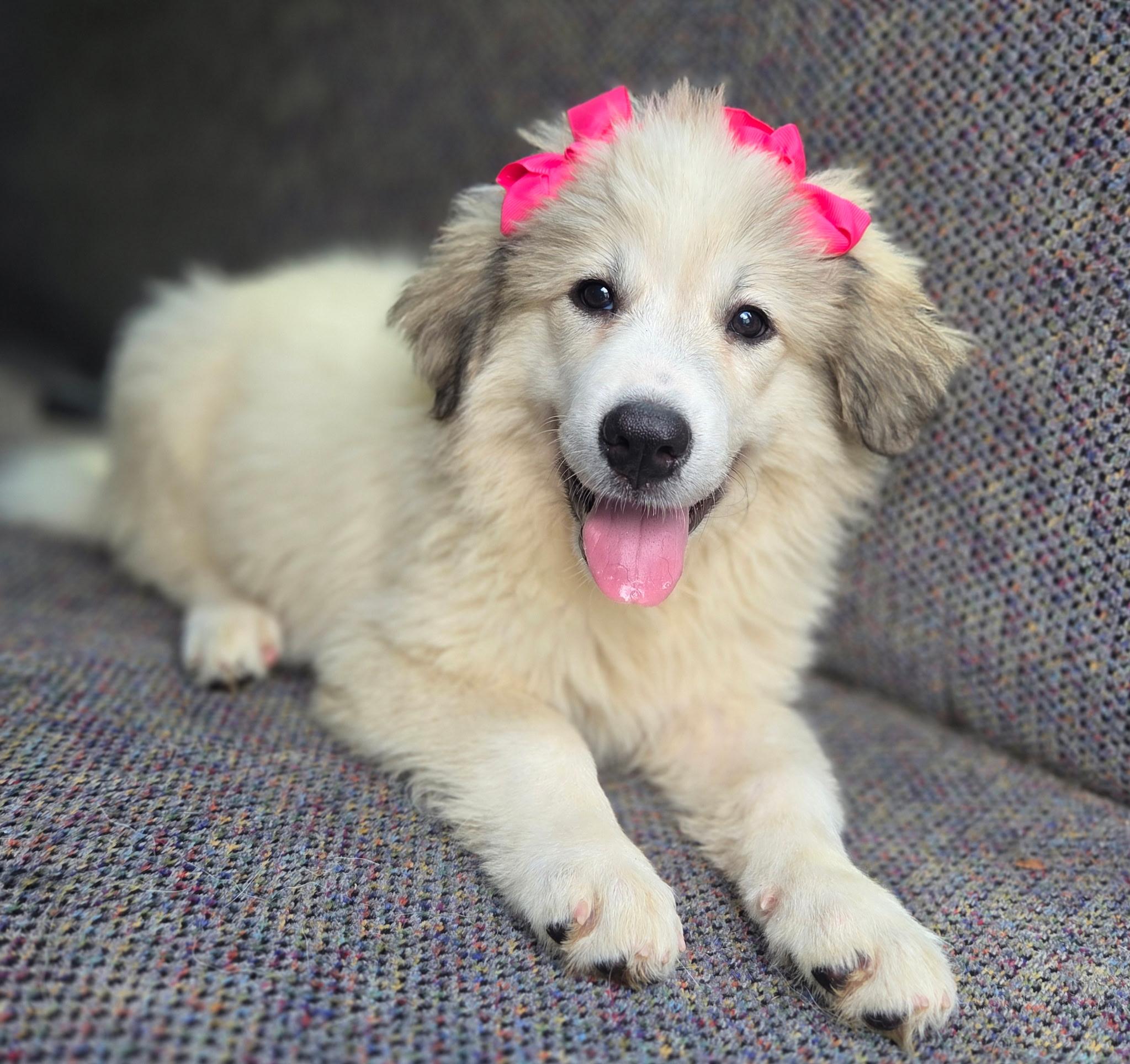 Enlarge Penny, an adopted Great Pyrenees in Gilbert, SC image 1/4