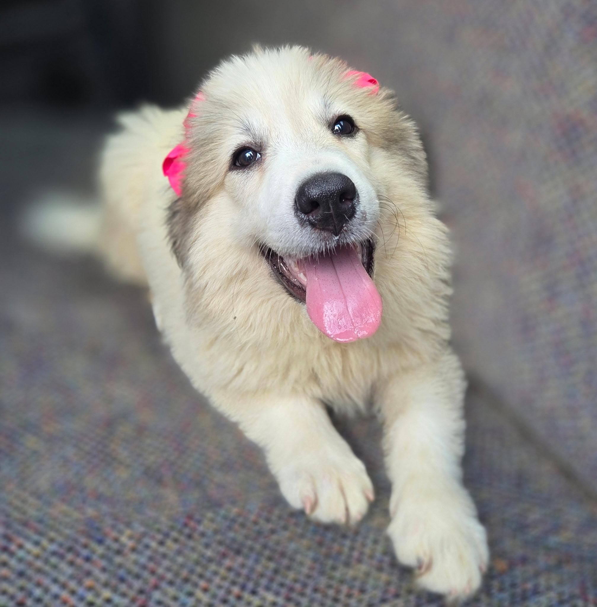 Enlarge Penny, an adopted Great Pyrenees in Gilbert, SC image 2/4