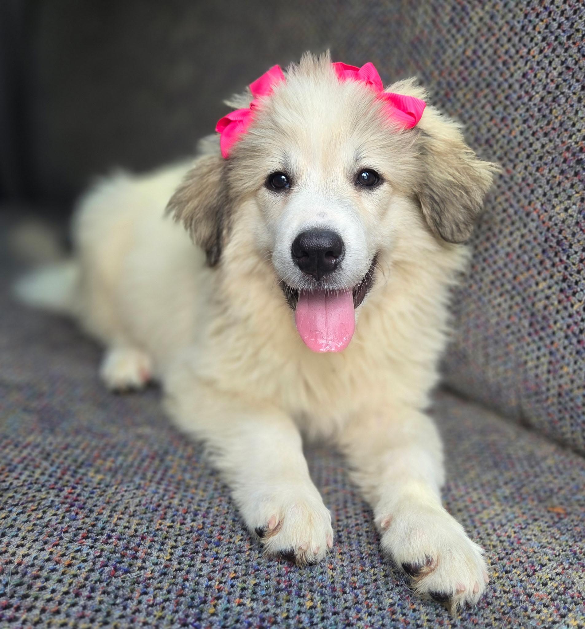 Enlarge Penny, an adopted Great Pyrenees in Gilbert, SC image 4/4