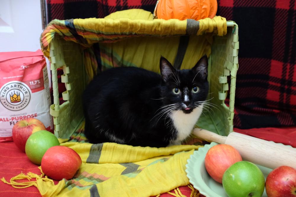Enlarge Apple Pie, a Adoptable Domestic Short Hair in Cary, NC image 1/3
