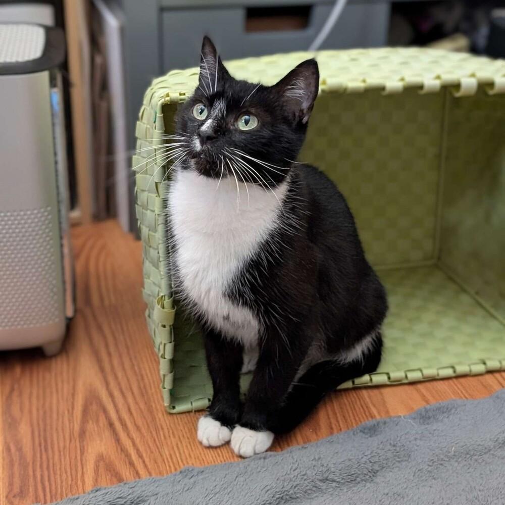 Enlarge Apple Pie, a Adoptable Domestic Short Hair in Cary, NC image 2/3