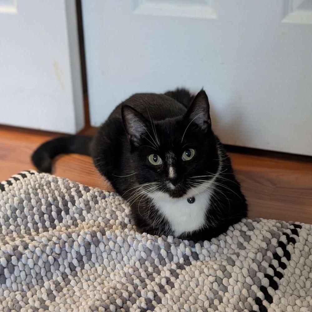 Enlarge Apple Pie, a Adoptable Domestic Short Hair in Cary, NC image 3/3